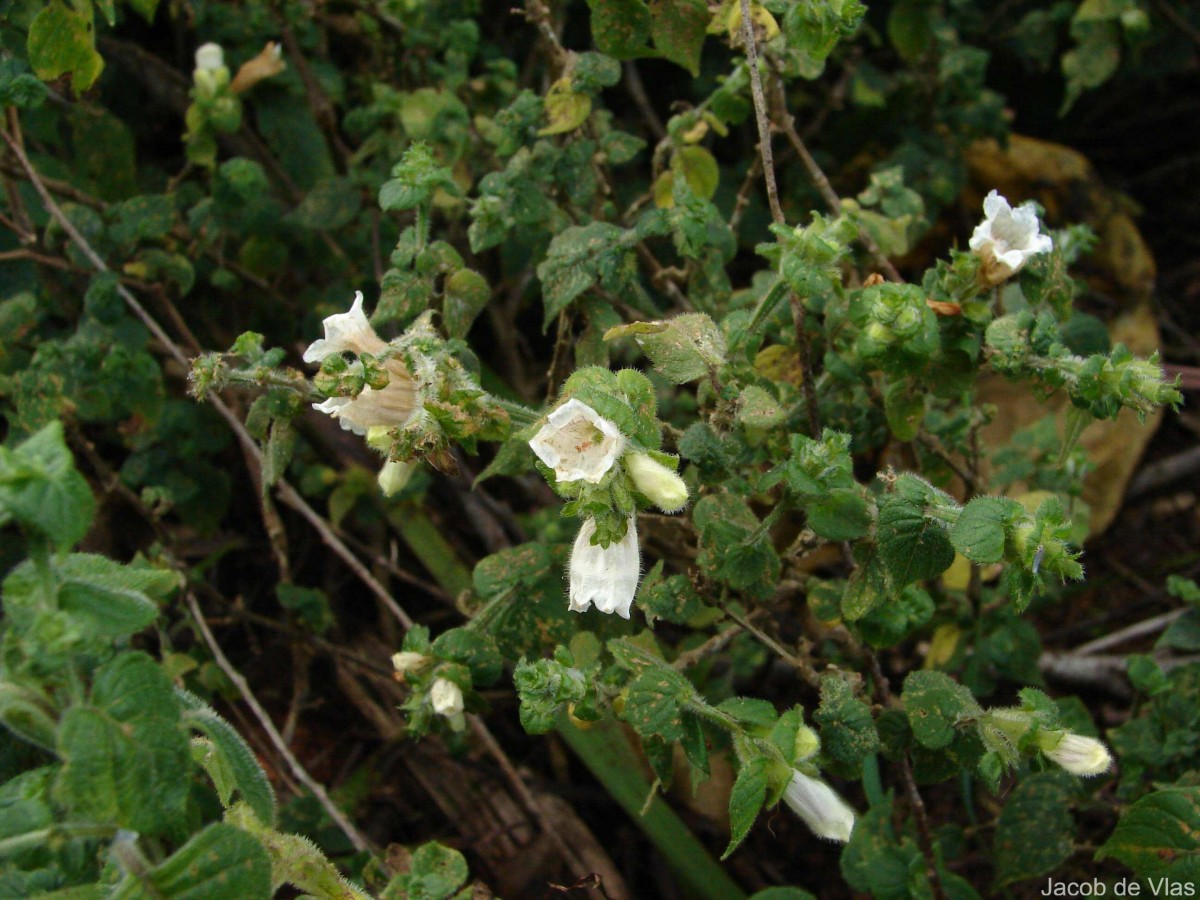 Strobilanthes anceps Nees